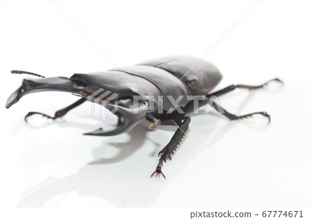 Domestic white-tailed white background 67774671
