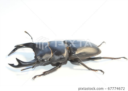 Domestic white-tailed white background 67774672