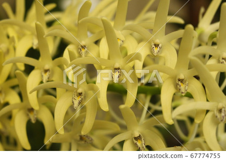 White orchid White orchid 67774755