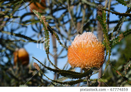 Unusual white and orange inflorescence of the Acorn Banksia, Banksia prionotes, family Proteaceae. Native to west coast of Western Australia. Unusual white and orange inflorescence of the Acorn Banksia, Banksia prionotes, family Proteaceae. Native to west coast of Western Australia. 67774859