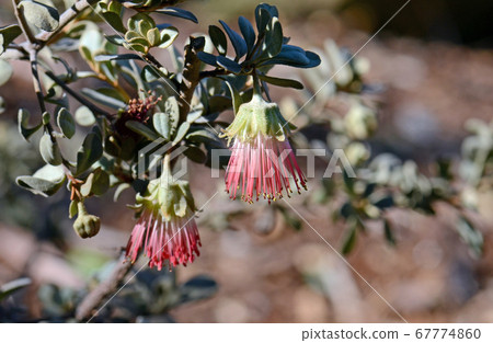 Pink flower of the Australian native Wild Rose, Diplolaena mollis, family Rutaceae. Endemic to central west coast of Western Australian. Pink flower of the Australian native Wild Rose, Diplolaena mollis, family Rutaceae. Endemic to central west coast of Western Australian. 67774860