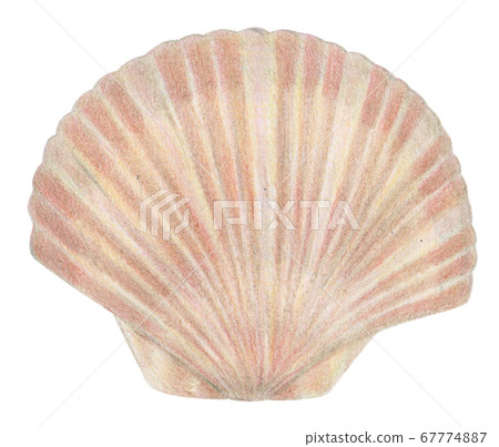 Hand-painted colored pencils Scallops Scallops Scallops 67774887