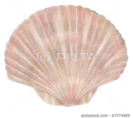 Hand-painted colored pencils Scallops Scallops Scallops 67774889