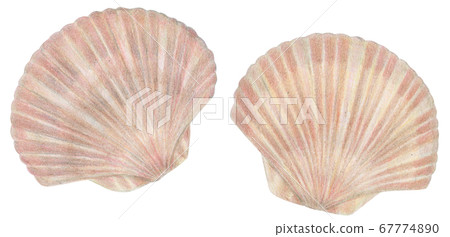 Hand-painted colored pencils Scallops Scallops Scallops 67774890