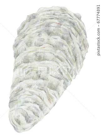 Hand drawn colored pencils oyster oyster seafood Hand drawn colored pencils oyster oyster seafood 67774891