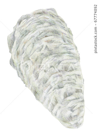 Hand drawn colored pencils oyster oyster seafood Hand drawn colored pencils oyster oyster seafood 67774892