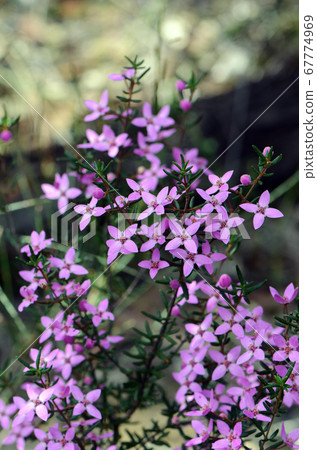 Pink flowers and buds of Australian native Boronia ledifolia, family Rutaceae. Growing in the Royal National Park, Sydney, Australia. Also known as the Showy, Sydney or Ledum Boronia Pink flowers and buds of Australian native Boronia ledifolia, family Rutaceae. Growing in the Royal National Park, Sydney, Australia. Also known as the Showy, Sydney or Ledum Boronia 67774969