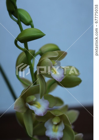 Ebune Ebune 67775038