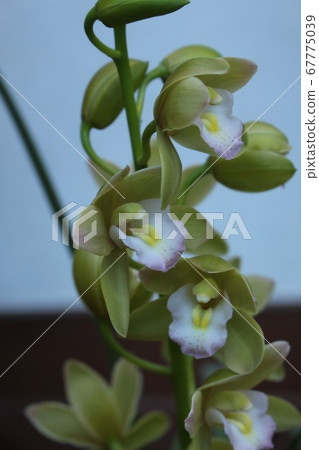 Ebune Ebune 67775039