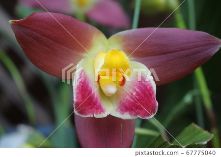 Purple orchid Purple orchid 67775040