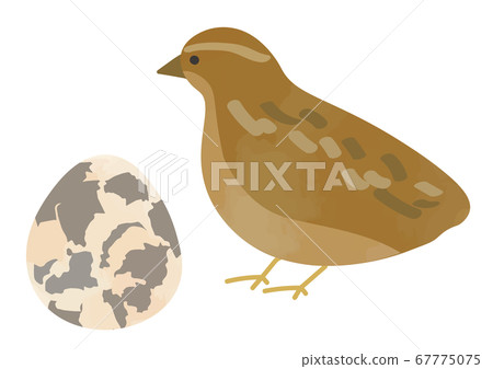 鵪鶉蛋插圖 67775075