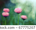 Vintage impressionist painterly style pink Australian Everlasting Daisy. Grunge textured effect. 67775207