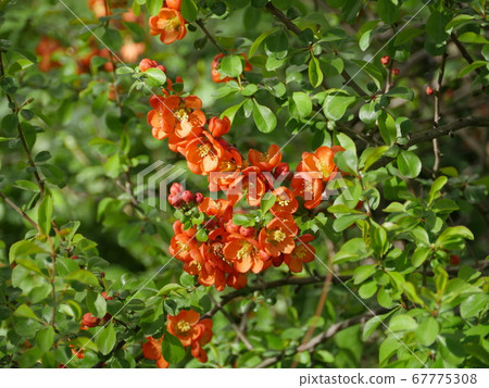 red flowers of blooming quince red flowers of blooming quince 67775308