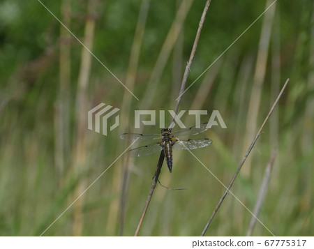 big dragonfly sitting on a branch 67775317