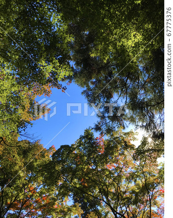 Autumn trees and sky 67775376