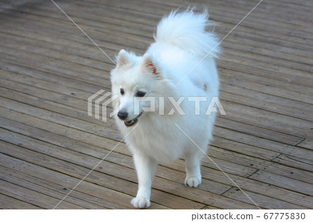 23 Aug 2008 the Pet Garden at wam chai promenade 23 Aug 2008 the Pet Garden at wam chai promenade 67775830