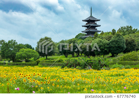 Bi Chugoku Bunji Temple and sunflower field 67776740