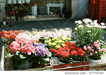 Flower 67776784