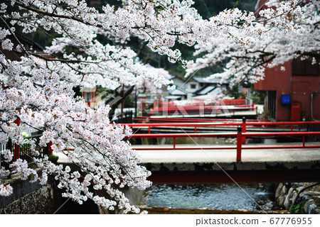 Cherry blossoms at Yuki Onsen, Hiroshima Prefecture 67776955