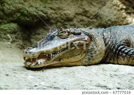 Light crocodile Light crocodile 67777016