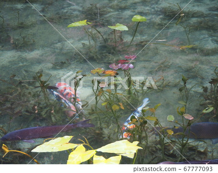 Pond of monet 67777093