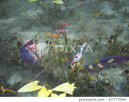 Pond of monet 67777094