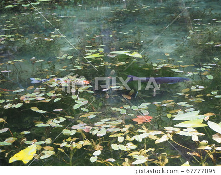 莫奈的池塘 67777095