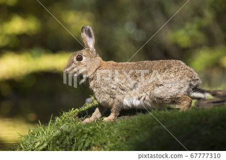 European rabbit (Oryctolagus cuniculus) in the European rabbit (Oryctolagus cuniculus) in the 67777310