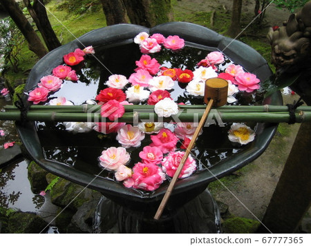 鮮花和鋼包漂浮在水中 鮮花和鋼包漂浮在水中 67777365