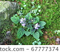 北陸山野花盛開在苔蘚上 67777374