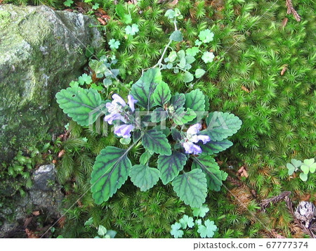 北陸山野花盛開在苔蘚上 北陸山野花盛開在苔蘚上 67777374