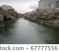 沿河櫻花 67777556