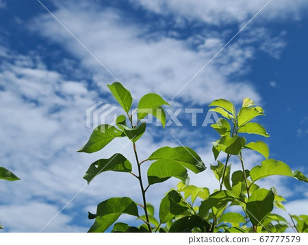 天堂 天堂 67777579