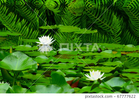 彌生森林蕨類植物 67777622