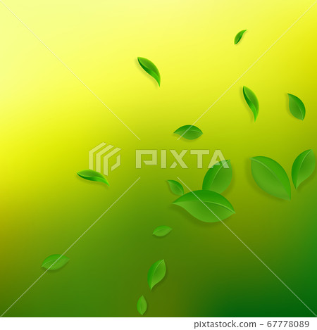 Falling green leaves. Fresh tea chaotic leaves fly 67778089
