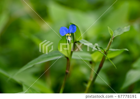 鴨蹠草 67778191