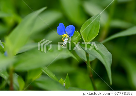Axilla 67778192