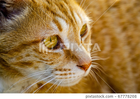 Cuty chubby orange domestic cat lies on the brick wall 67778208