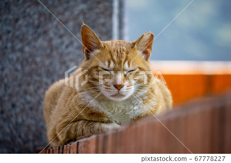 Cuty chubby orange domestic cat lies on the brick wall 67778227