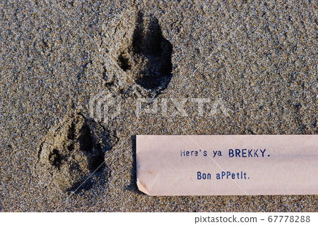在海灘上的野生動物足跡 在海灘上的野生動物足跡 67778288