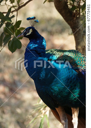 印度孔雀36 67778481