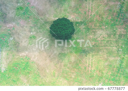 Aerial view of a single tree in a field surrounded 67778877