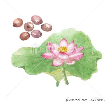 蓮花/種子 蓮花/種子 67778942