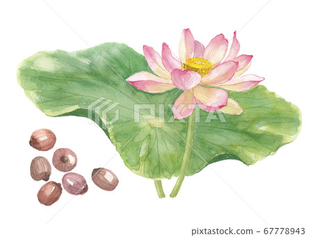蓮花/果仁 蓮花/果仁 67778943