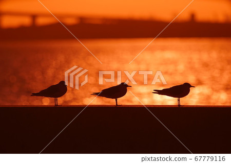 海鷗在夕陽映照下波光粼粼的大海的背景下排成一列 照片素材 圖片 圖庫