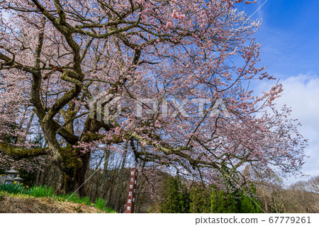 [Nagano Prefecture] Ogawa Village Tateya Cherry Blossoms 67779261