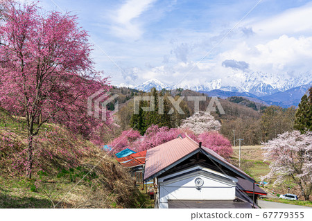 [Nagano Prefecture] Cherry trees in Ogawa village and the Northern Alps of remaining snow 67779355