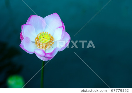 Beautiful lotus flower blooming in summer pond. Beautiful lotus flower blooming in summer pond. 67779362