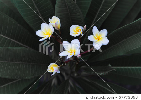 Beautiful plumeria flowers bloom on the tree. Beautiful plumeria flowers bloom on the tree. 67779368