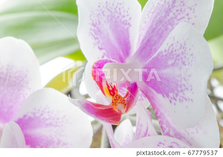 Light pink Midi Phalaenopsis taken close-up on a white background 67779537